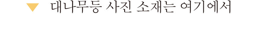 대나무등 사진 소재는 여기에서